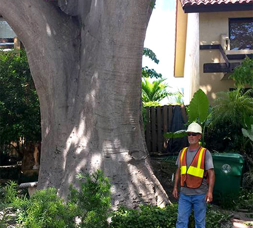 arborist